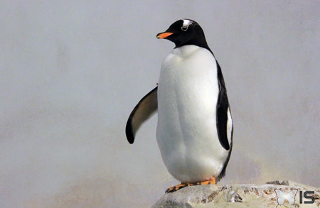 manchot-pingouin